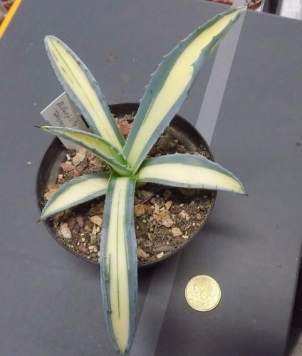  Agave Americana albopicta aurea