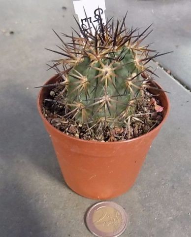 Copiapoa Echinata cm.5H6
