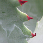 Agave Colorata