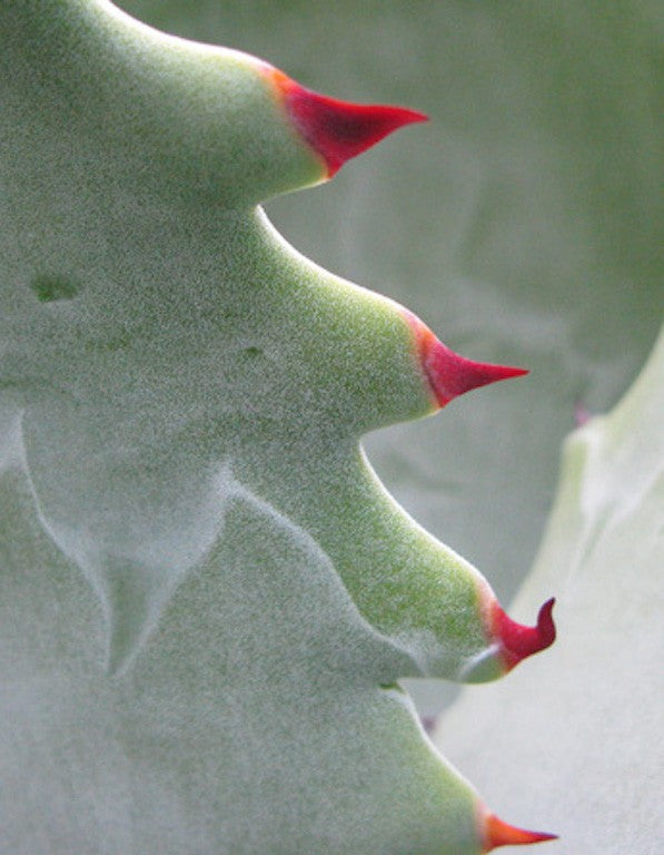 Agave Colorata