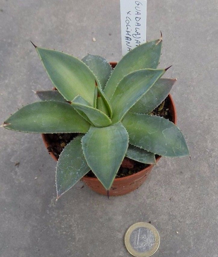 Agave Guadalajarana x colimana