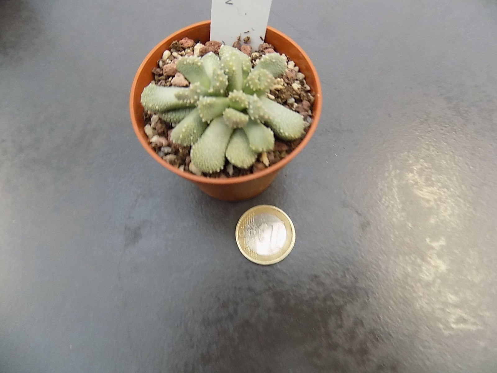 aloinopsis luckhoffii Aalwynsfontein