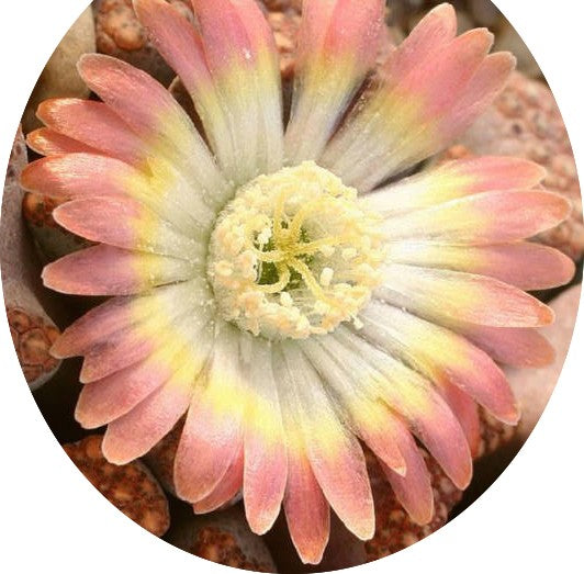 Titanopsis hugo schlechteri ne kliprand