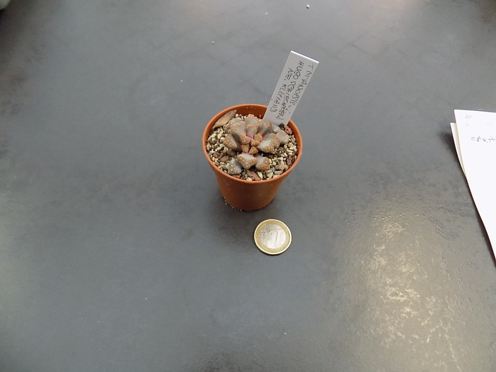 Titanopsis hugo schlechteri ne kliprand