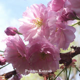 Prunus Kanzan