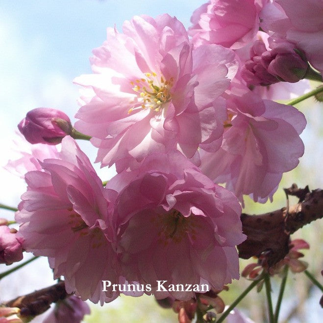 Prunus Kanzan