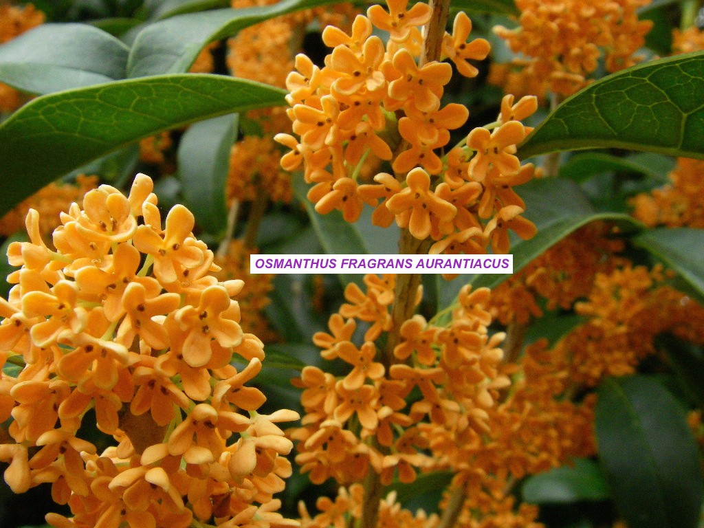 OSMANTHUS FRAGRANS AURANTIACUS vase 7/9