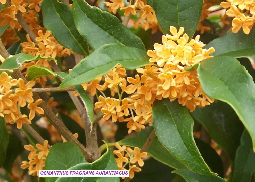 OSMANTHUS FRAGRANS AURANTIACUS vase 7/9