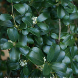 Osmanthus heterophyllus 'Rotundifolia