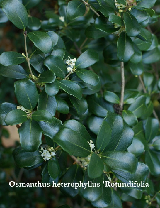 Osmanthus heterophyllus 'Rotundifolia