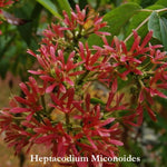 Heptacodium Miconioides