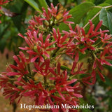 Heptacodium Miconioides