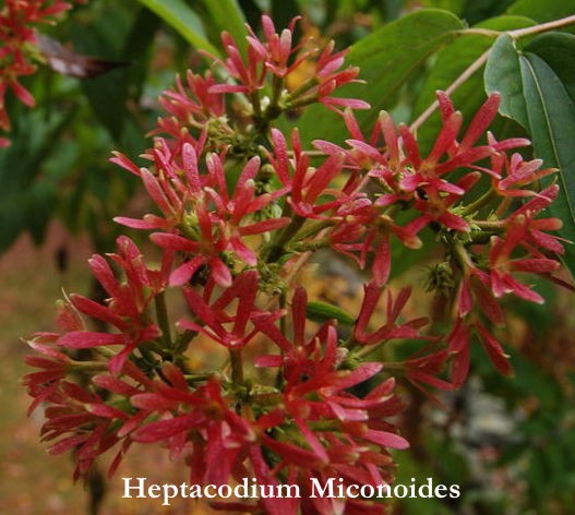 Heptacodium Miconioides