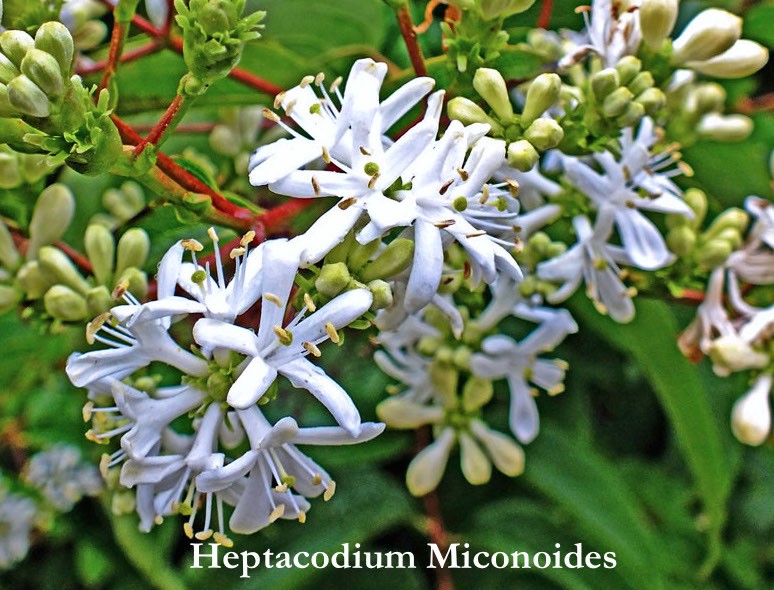 Heptacodium Miconioides