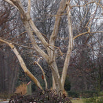 Heptacodium Miconioides