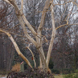 Heptacodium Miconioides