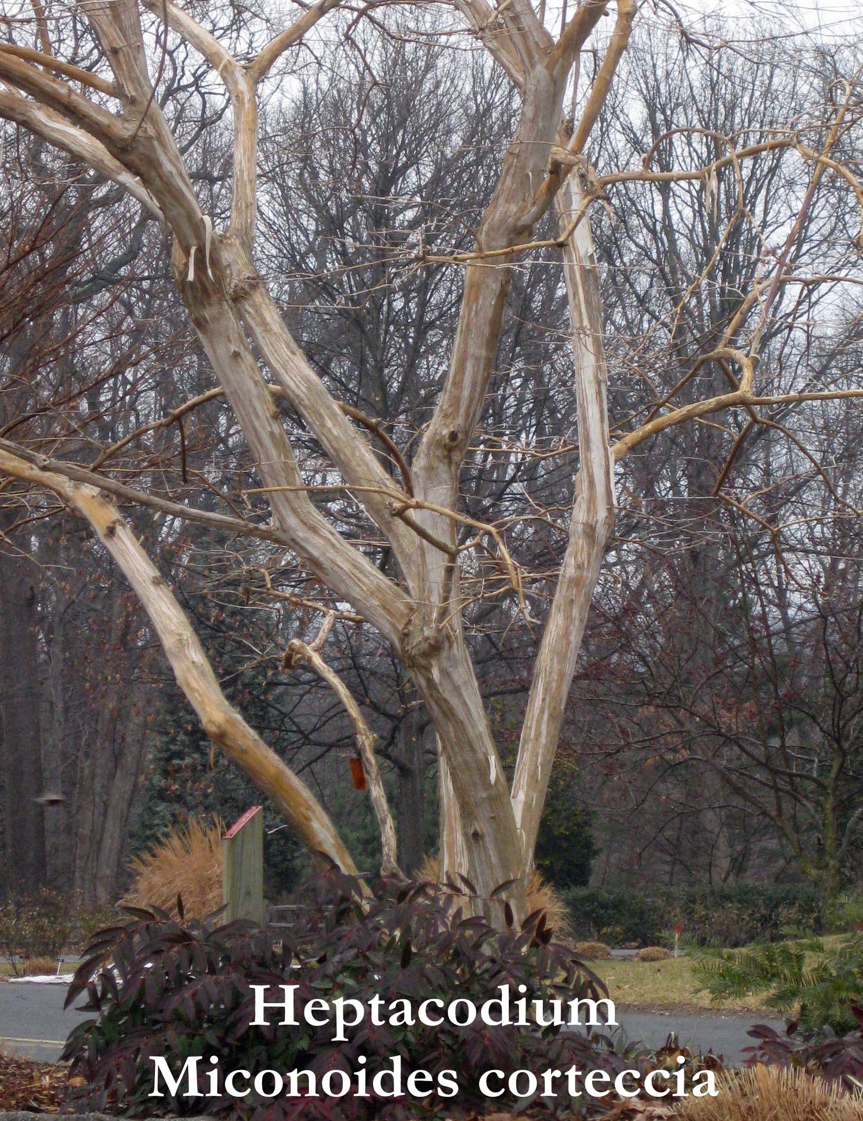 Heptacodium Miconioides