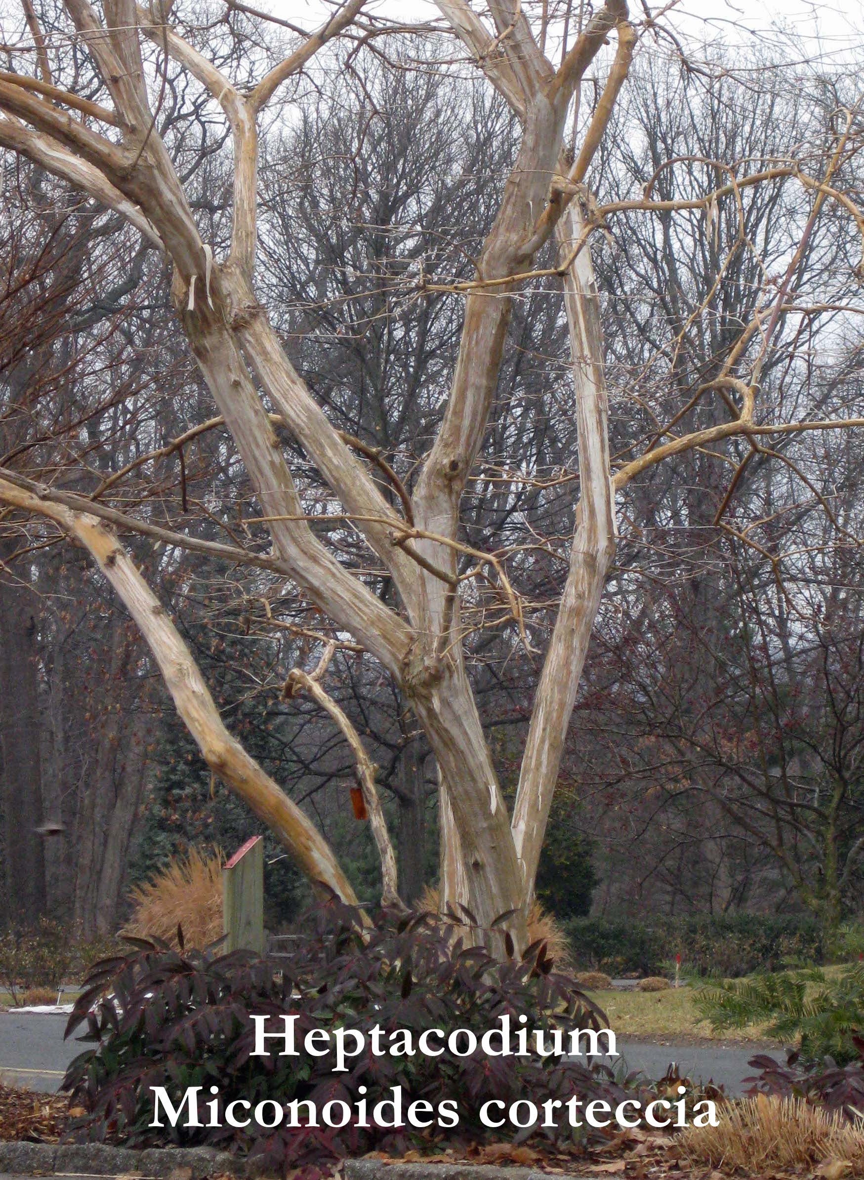 Heptacodium Miconioides