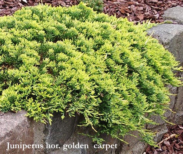 Juniperus horizontalis golden carpet cm. 35/40