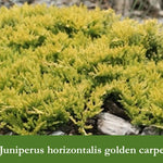 Juniperus horizontalis golden carpet cm. 35/40
