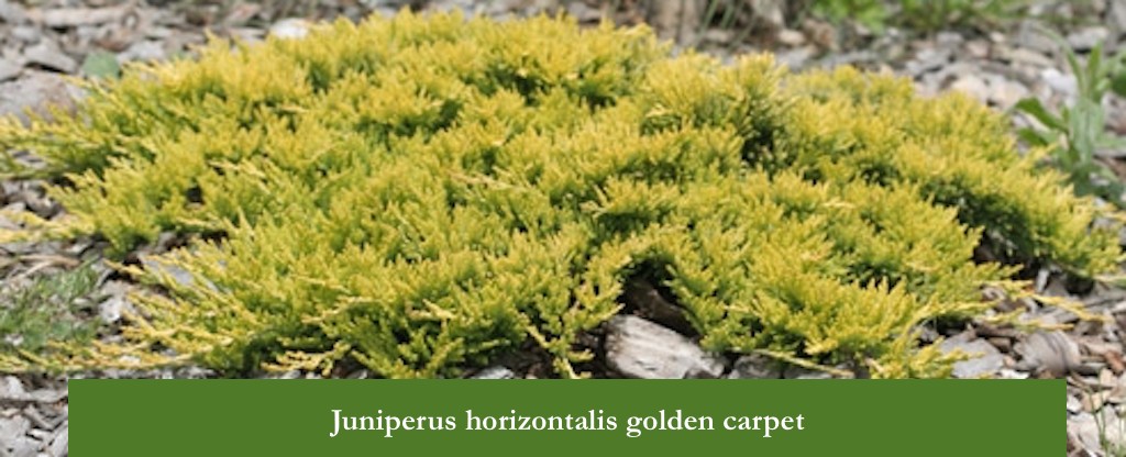 Juniperus horizontalis golden carpet cm. 35/40