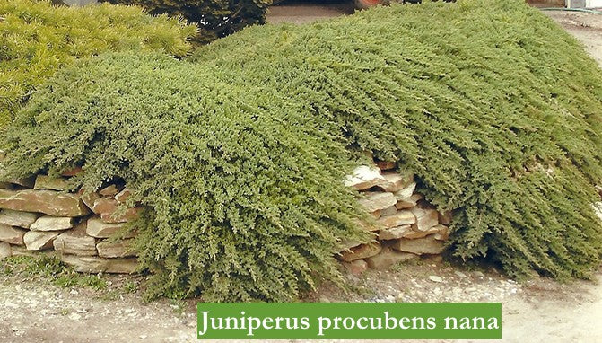Juniperus Procubens nana