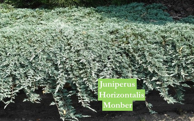 Juniperus horizontalis monber cm. 35/40