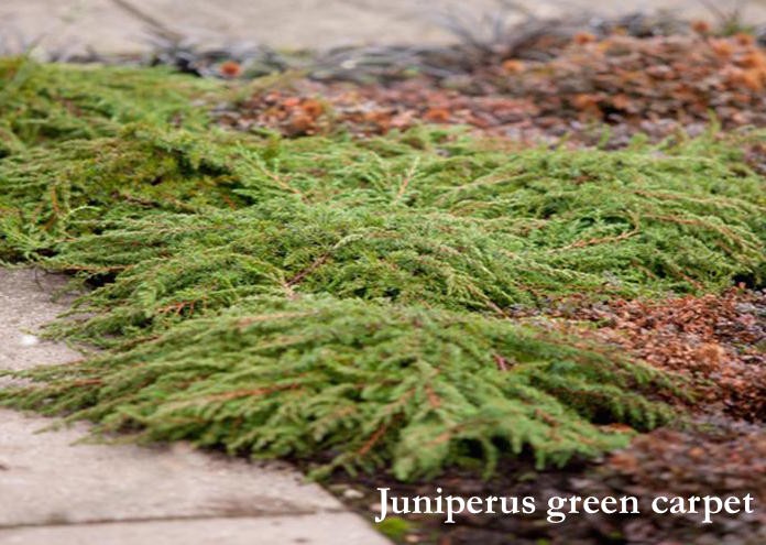 Juniperus green carpet