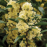 Osmanthus Oleafragrans