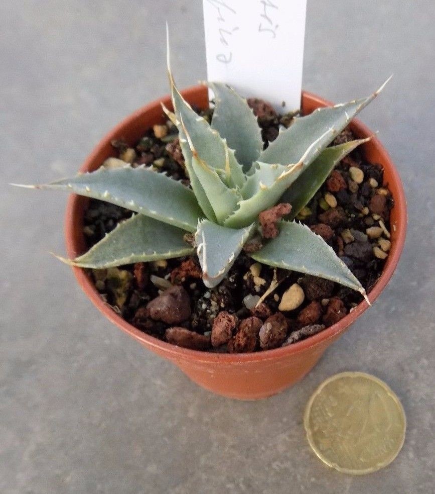 Agave Uthaensis