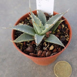 Agave Uthaensis