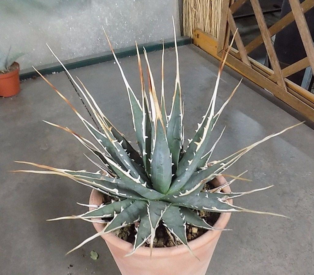 Agave Uthaensis