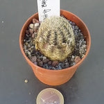 Mediolobivia Gracilispina fr.1118