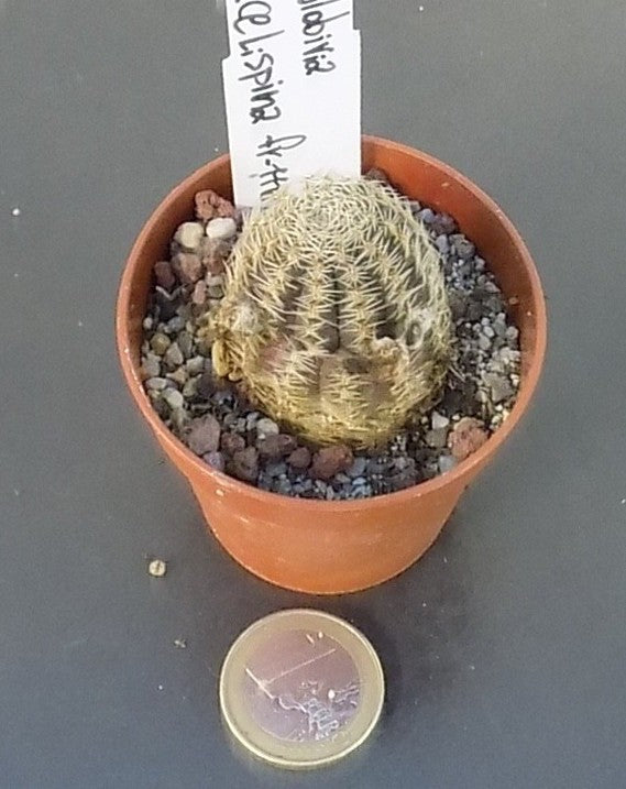 Mediolobivia Gracilispina fr.1118