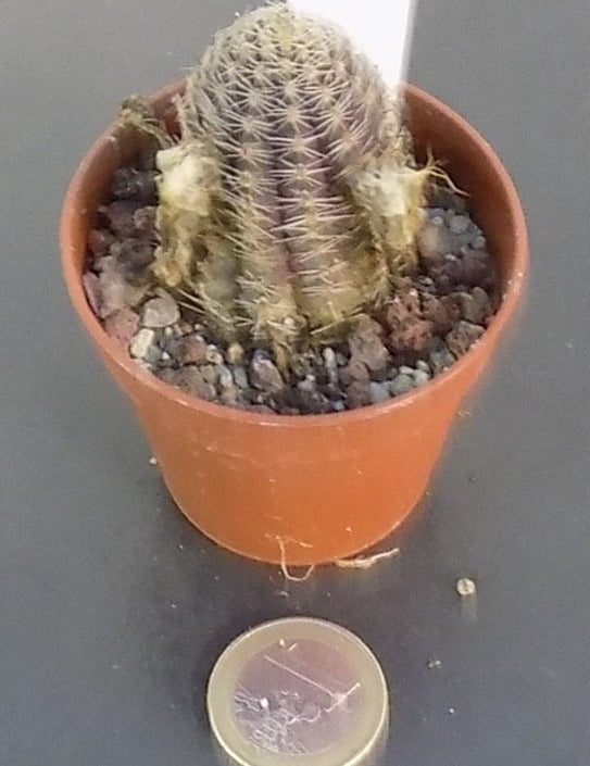 Mediolobivia pygmaea