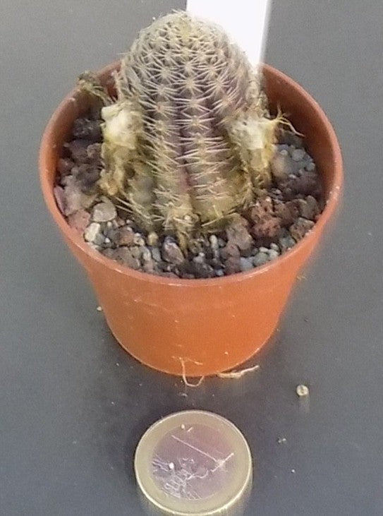 Mediolobivia pygmaea