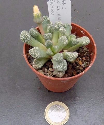 Titanopsis Primosii sb. 816 plat bukkies