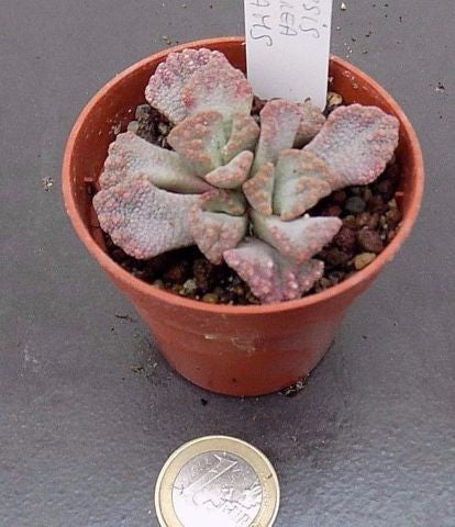 Titanopsis Calcarea Ghams
