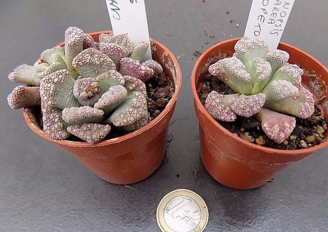 Titanopsis Calcarea N. opetown
