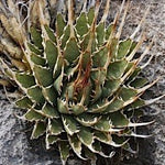 Agave Uthaensis v.erborispina