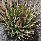 Agave Uthaensis v.erborispina