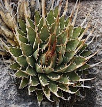 Agave Uthaensis v.erborispina