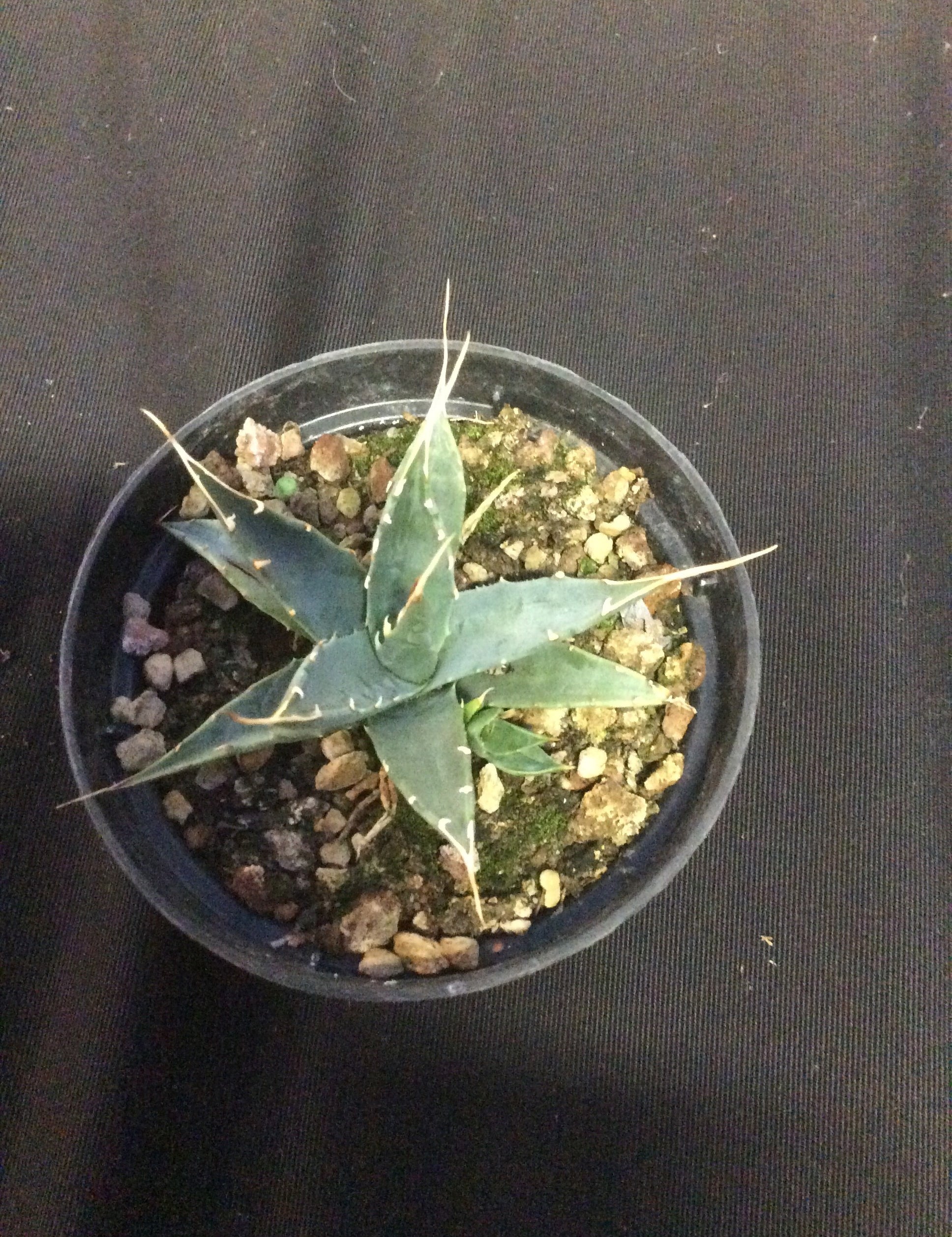 Agave Uthaensis v.erborispina