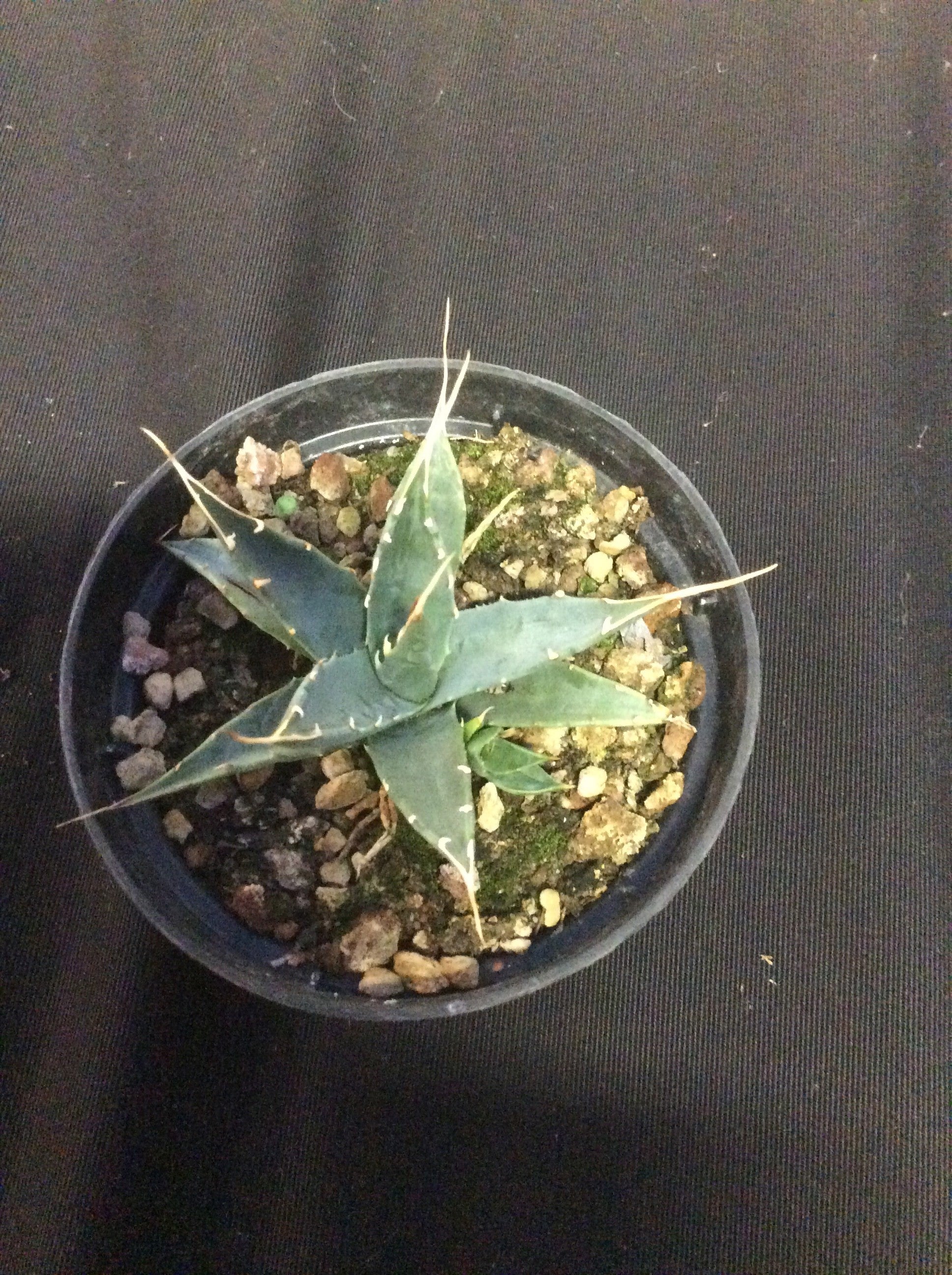 Agave Uthaensis v.erborispina