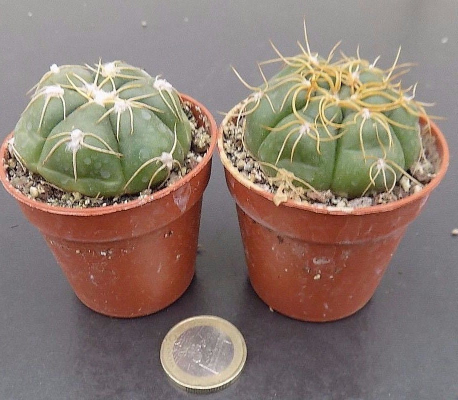 Gymnocalycium denudatum