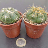 Gymnocalycium denudatum