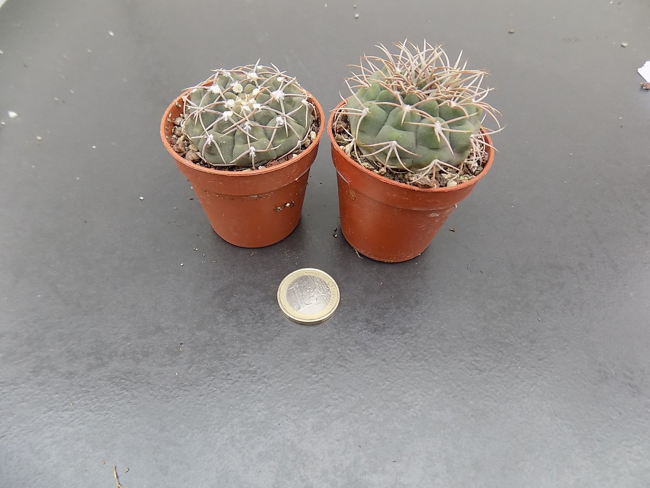 Gymnocalycium Vatteri