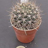 Gymnocalycium neuhuberi vs-8