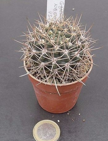 Gymnocalycium neuhuberi vs-8