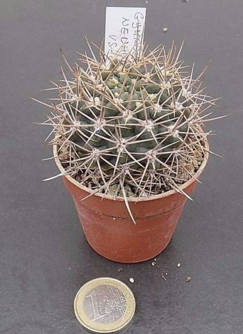 Gymnocalycium neuhuberi vs-8